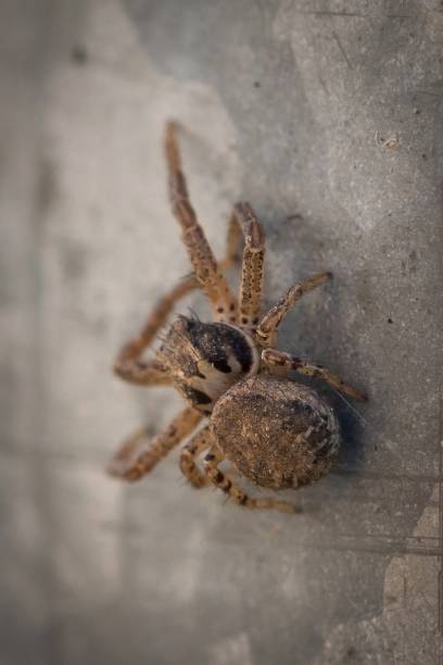 istock Close-Up of a Brown Spider Against a Textured Surface 2204163856