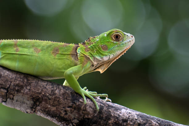 istock Baby iguana on a tree branch 2204165826
