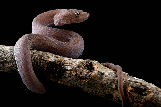 istock Black purpo viper on a tree branch. 2204165892