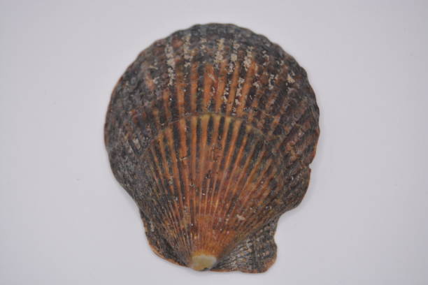 istock Close up of a seashell 2204166462