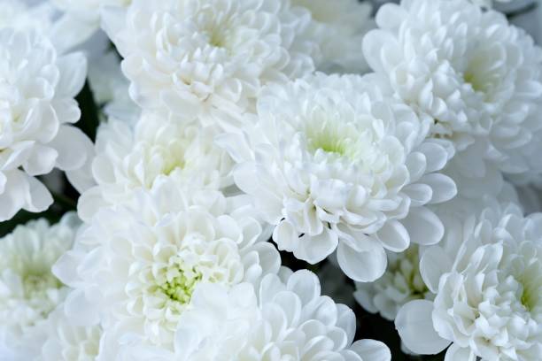 istock Beautiful bouquet of white Chrysanthemums. Full frame 2204166601