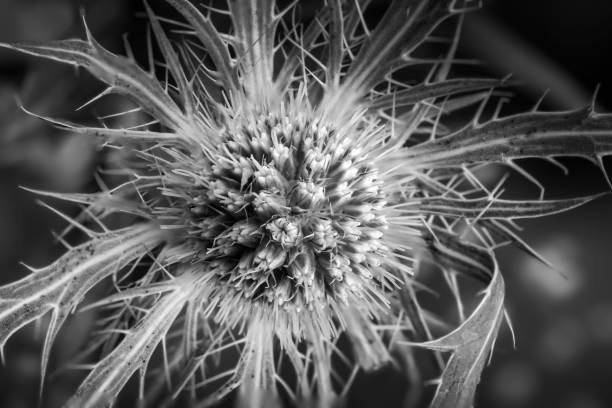 istock flowers in the spring 2204167153
