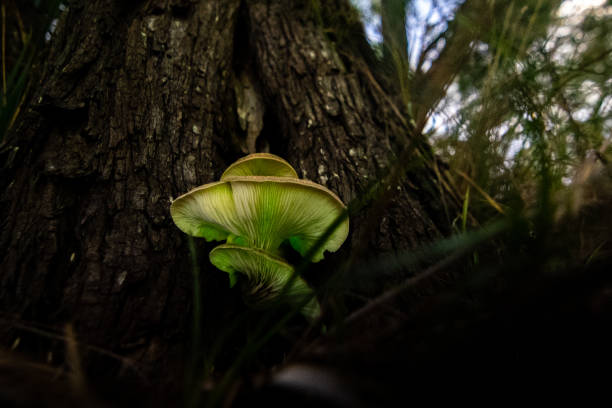 istock ghost mushroom glowing luminescent at night on forest floor on tree trunk 2204170781