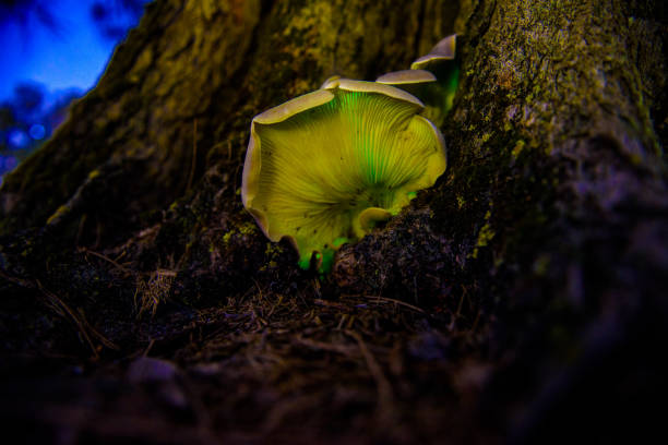 istock ghost mushroom glowing at night long exposure 2204171036
