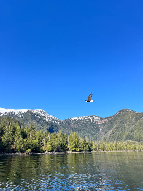 istock Bald Eagle Soaring Over Snow-Capped Mountains Against a Clear Blue Sky 2204171286