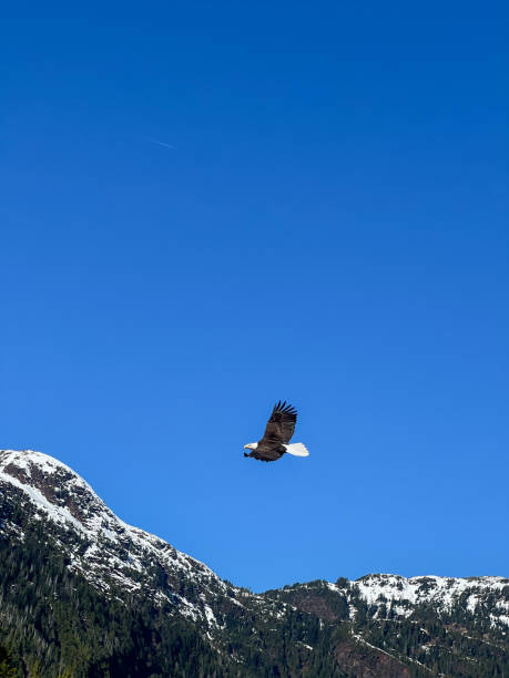 istock Bald Eagle Soaring Over Snow-Capped Mountains Against a Clear Blue Sky 2204171309