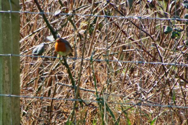 istock Scotlands wild birds in early Spring 2204171311