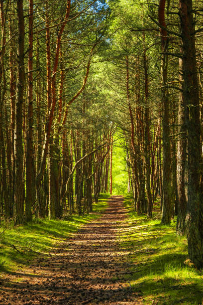 istock A path through a pine forest of trees illuminated by the sun's rays 2204173495