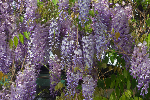 istock Blue wisteria flowers in spring 2204175564