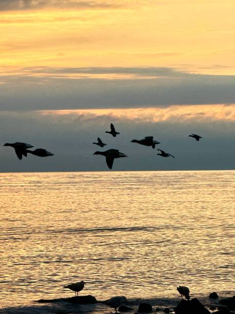 istock Golden Down  at the waters Edge 2204177698