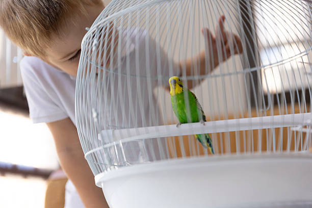 istock Child looking at a green and yellow budgie inside a white cage 2204177825
