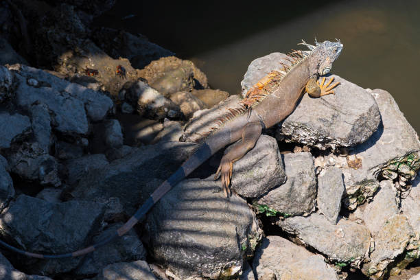 istock iguana perched on rocks of banderas bay coast 2204180048