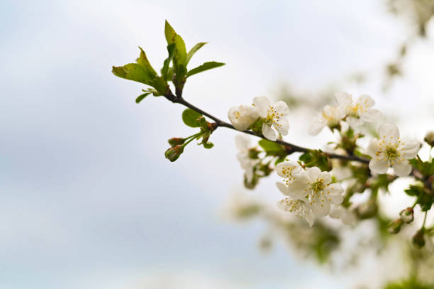 spring background. an apple tree branch blooming with white flowers.