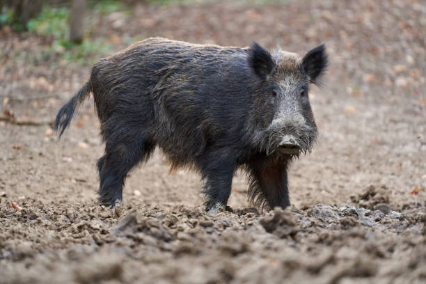 istock Wild boar startled in muddy terrain 2204182219
