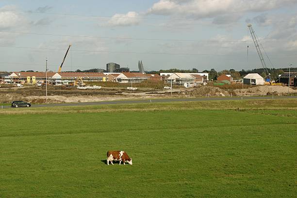 Cow Eating Grass