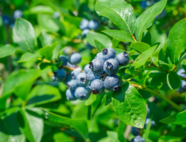 istock close up on fresh blueberry on the tree 2204187186