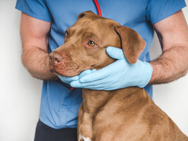 istock Cute dog and veterinarian. Close-up, studio photo 2204188549
