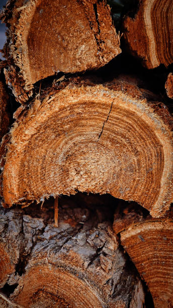 istock firewood close up, wood texture 2204188831