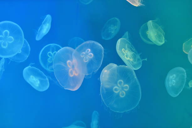 istock jellyfish in aquarium 2204189004
