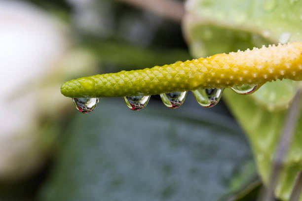 Close-up of water droplets clinging to a green plant stem, reflecting the surrounding colors
