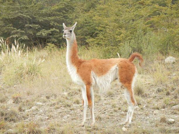 istock Guanaco in Patagonia 2204191420