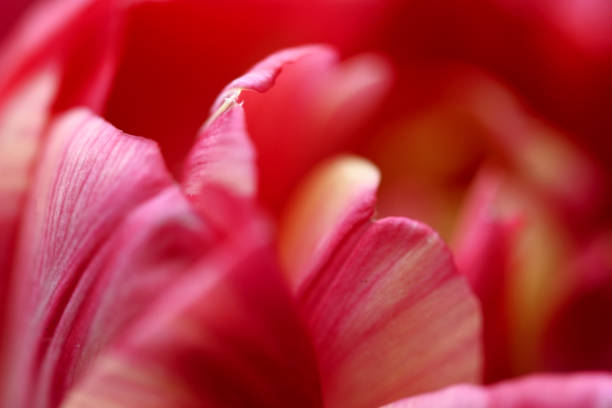 beautiful red tulips macro