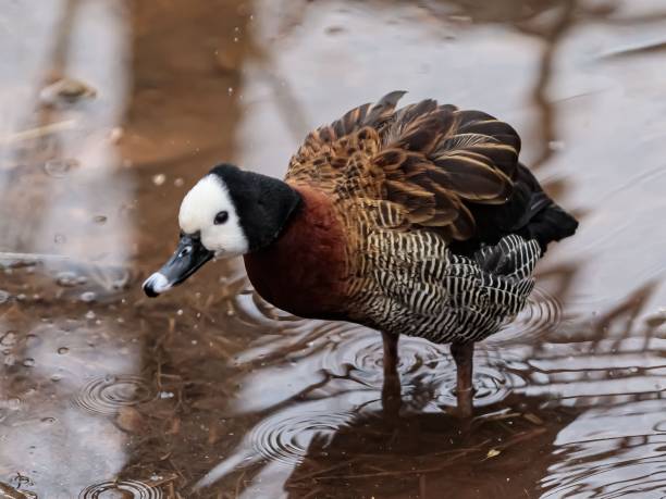 istock White -Faced Whistling Duck Shaking Off. 2204193068