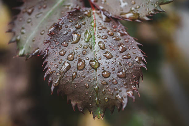 rose leaf with raindrops on rainy days in springtime