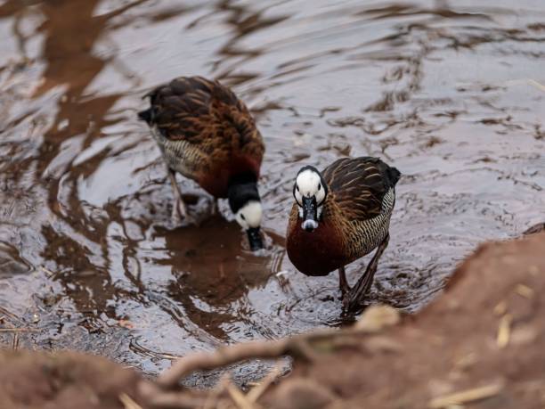 istock Two White -Faced Whistling Duck Splashing In Water. 2204193435