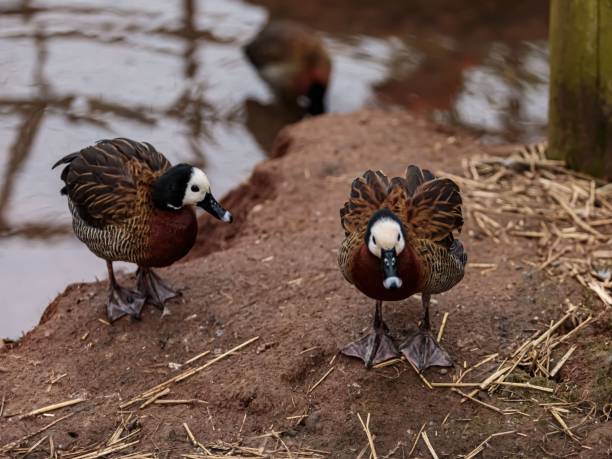 White -Faced Whistling Duck In Water & On Land.