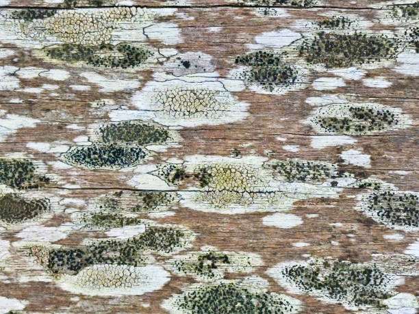 Close-up of multicolored fungi on a weathered wooden plank.