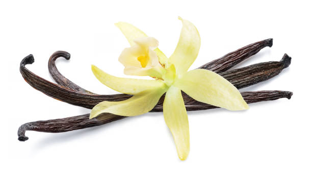 istock Vanilla flower and beans or vanilla sticks isolated on white background. File contains clipping path. 2204196362