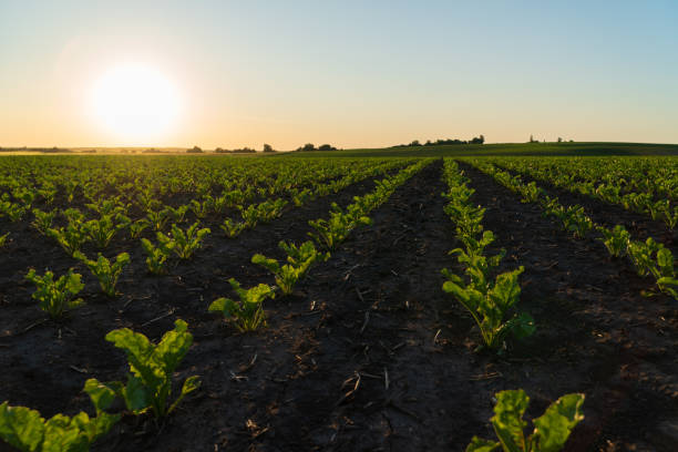 istock Rows of vibrant sugar beets thrive in a cultivated field as the sun sets, creating a picturesque agricultural landscape 2204197277