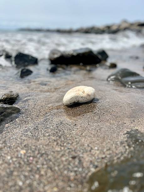 istock White pebble resting on wet sand by the shoreline 2204197393