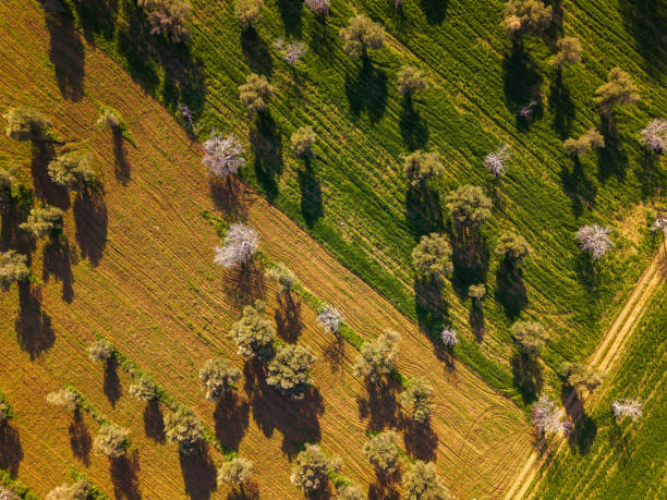 Drone view of aegean olive trees, cultivated and uncultivated field ground