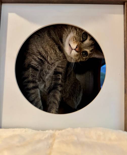 istock Striped tabby cat with head turned looking through circle in a box 2204198590