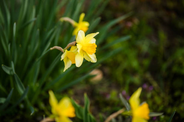 Close-up yellow daffodils in the green grass.