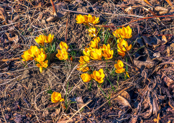 Background of yellow crocus flowers on a clear sunny day. Fresh spring crocus close-up. Spring concept.