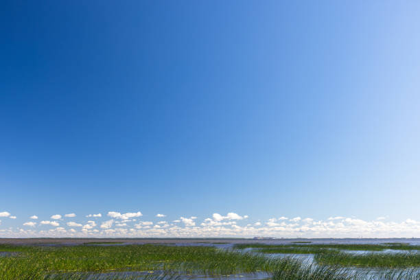 Serene natural scene with a blue sky above expansive wetlands featuring lush green vegetation. Perfect depiction of tranquility and untouched nature. South coast of Gulf of Finland