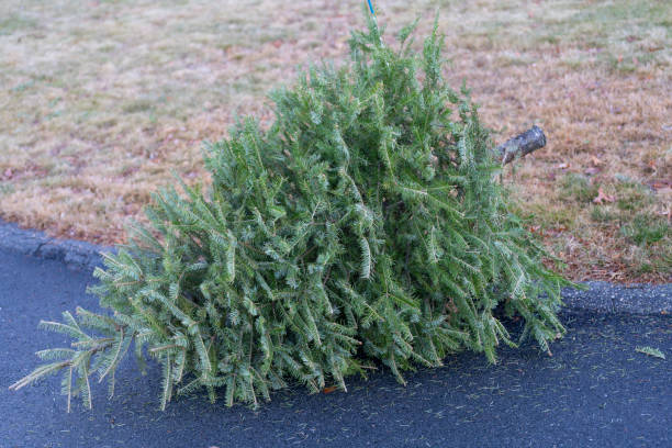 istock close up on used disposed Christmas tree laying at curbside 2204202499