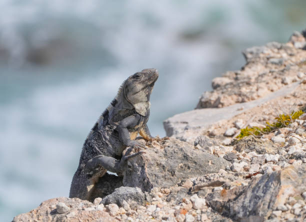 iguana climbing on the cliff near ocean