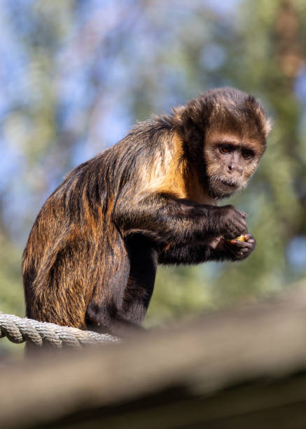 istock Yellow-breasted Capuchin Monkey (Sapajus xanthosternos), an endangered primate from Brazil's Atlantic Forest. 2204205841