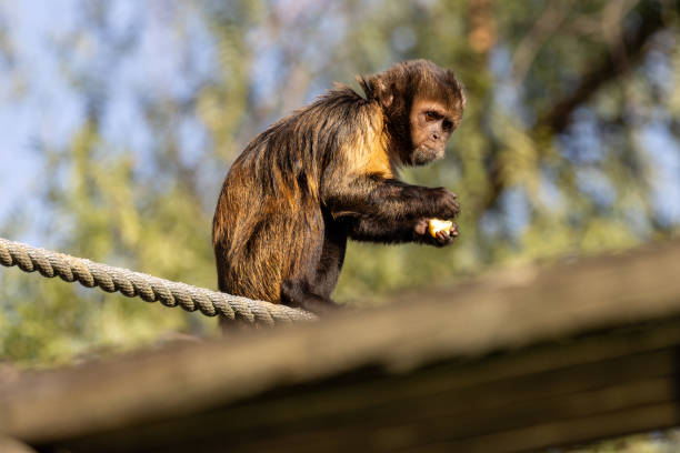 istock Yellow-breasted Capuchin Monkey (Sapajus xanthosternos), an endangered primate from Brazil's Atlantic Forest. 2204205858