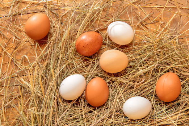 istock Fresh chicken eggs in the hay nest on a rustic wooden background 2204206513