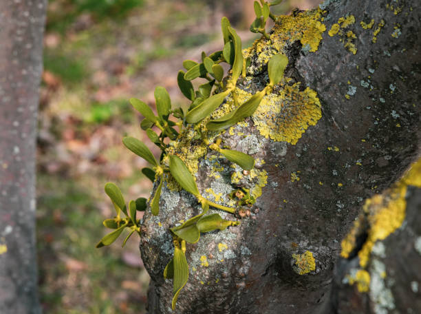 istock Green parasitic mistletoe spouts on a tree trunk 2204206535