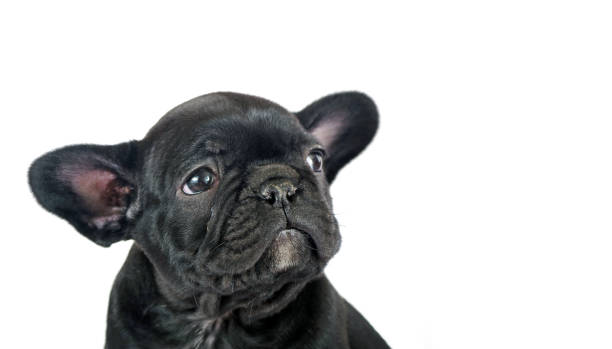 istock french bulldog puppy isolated on white. copy space 2204206593