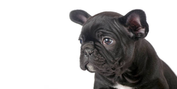istock french bulldog puppy isolated on white. copy space 2204206594