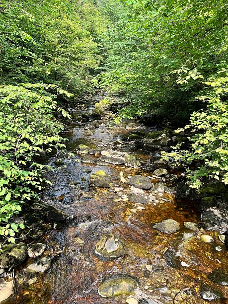 istock Forest river reflecting sunlight as it winds through the landscape 2204207817