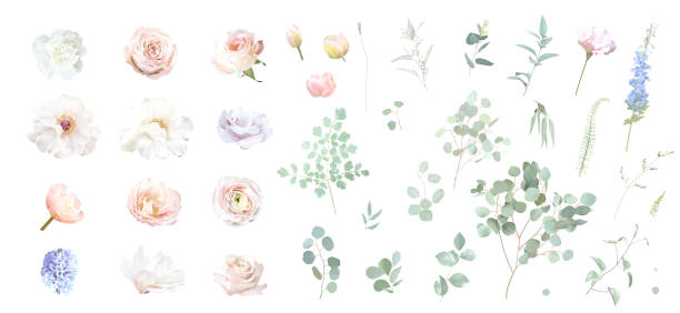Bridgerton inspired pastel floral vector design big set. Blue delphinium, white peony, magnolia, tulip, rose, carnation vector art illustration