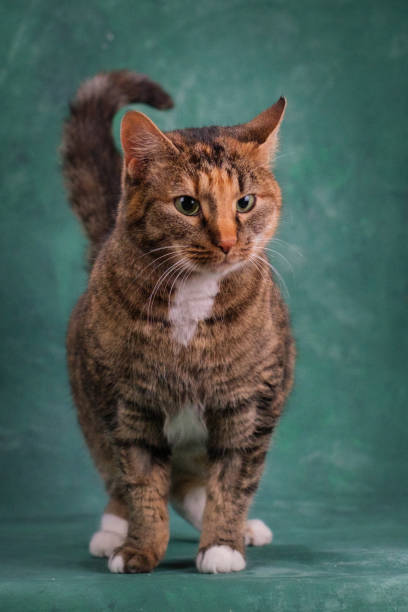istock Beautiful green-eyed ginger cat on a green background. Studio shooting 2204208757